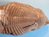 Megistaspis